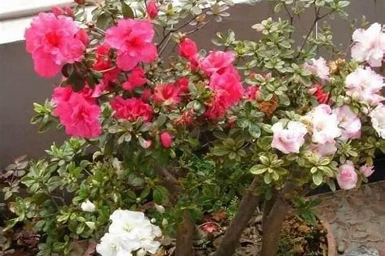 在种韭菜的时候,施什么肥能让韭菜长得黑亮并且粗壮呢？