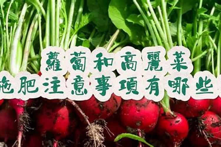 家庭种植蔬菜施肥时间和方法
