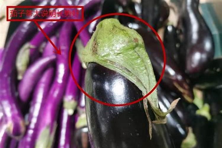 茄子没有光泽度,叶子有黄点,请老师指教谢谢!