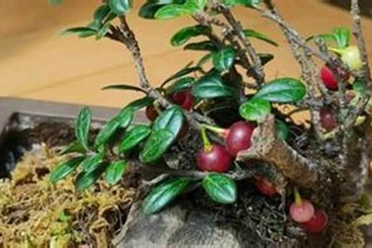植物施钾肥应间隔多久 植物施钾肥的最佳时间间隔是多久？