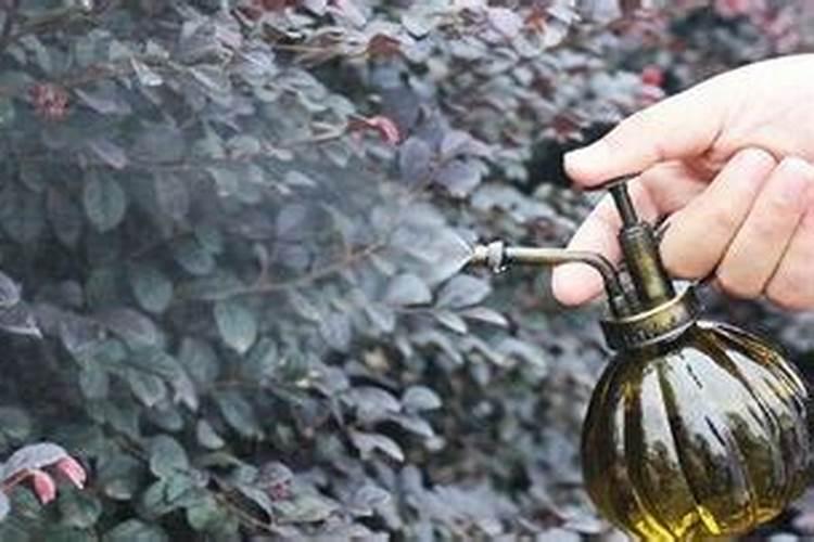 磷肥种菜的使用方法
