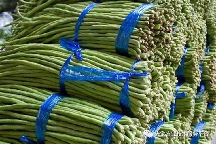 在农村,要准备栽豇豆了,豇豆的种植要点有什么？