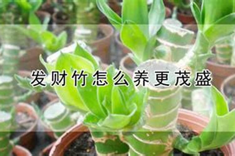 旺财竹怎么养