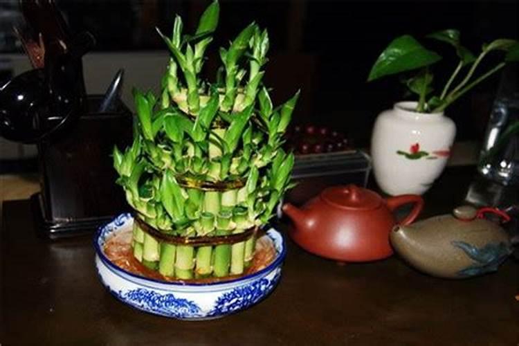 发财竹的养殖方法和浇水