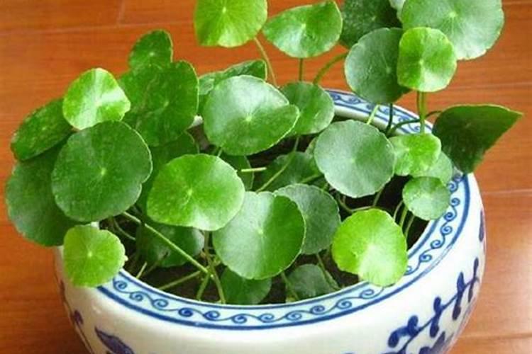 铜钱草可以用氮肥吗