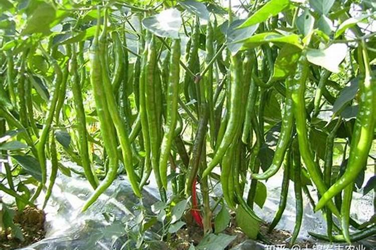 辣椒坐果期用什么肥料 辣椒坐果期为什么不能浇水