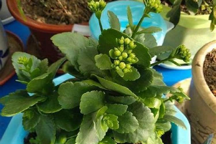 长寿花怎么施肥,四季施肥的方法都不同