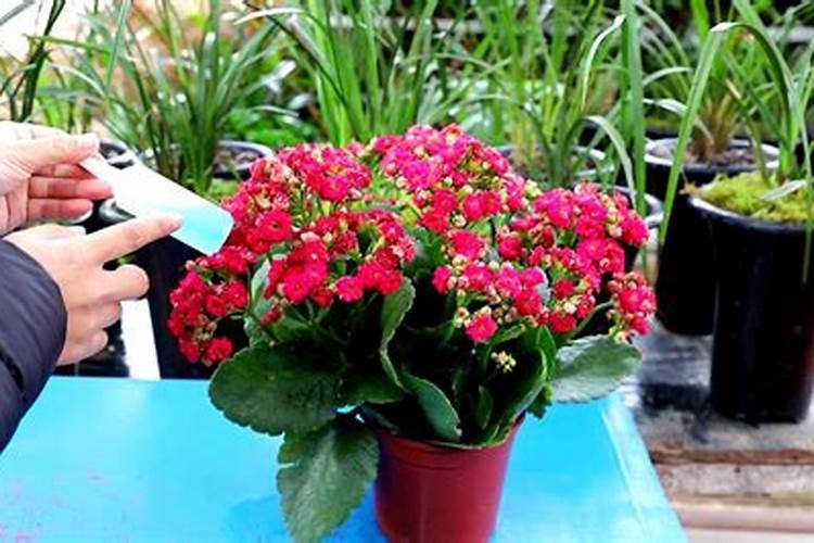 长寿花施肥时间和方法