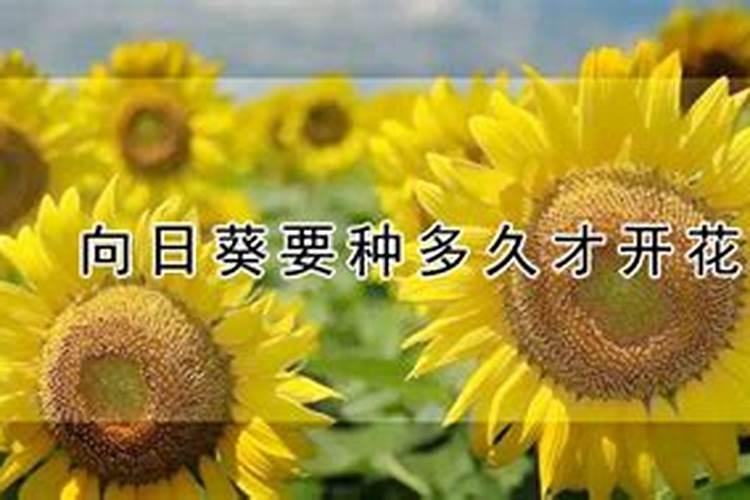 向日葵的施肥很重要,向日葵该怎么施肥？