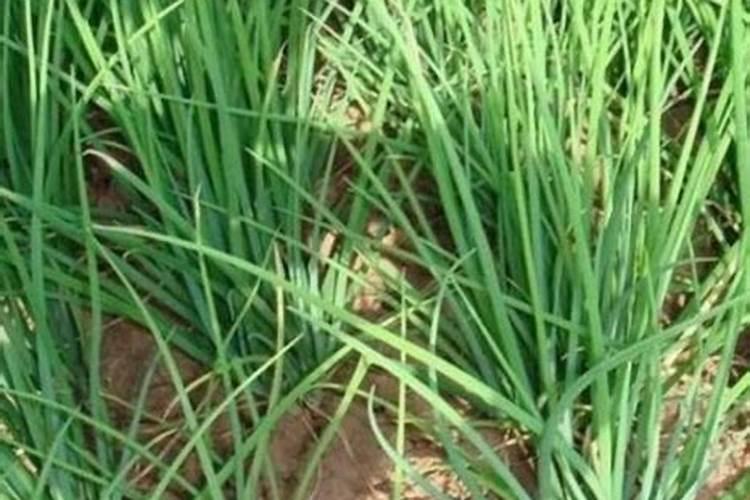 入伏了大葱上点啥肥