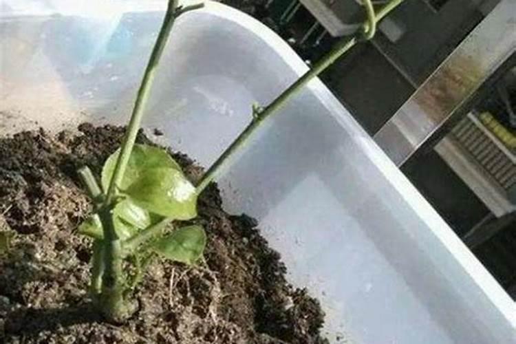 百香果嫁接苗嫁接后的管里方法