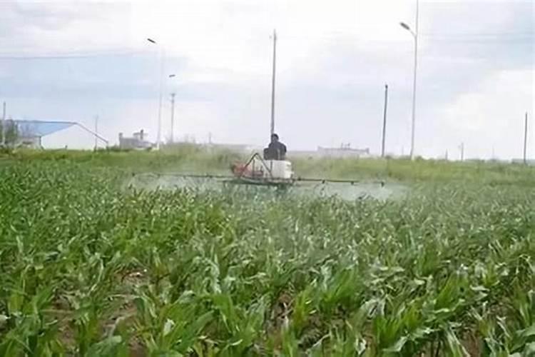 种植谷子施什么肥料好？