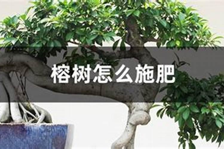 榕树能施磷酸二氢钾肥么？