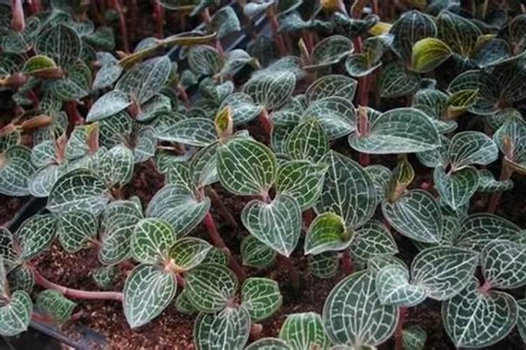 种植金线莲需要哪些肥料和药 交了9000元种植金线莲