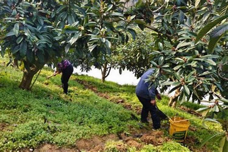 枇杷树要怎样施肥？