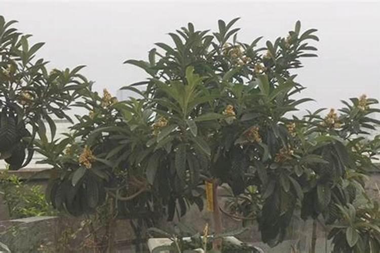 种植时令草花的杂草怎么除掉？