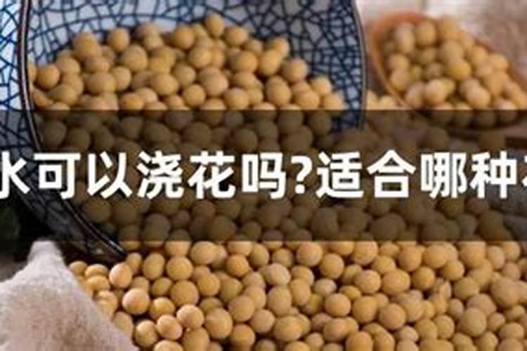黄豆水可以浇花吗？