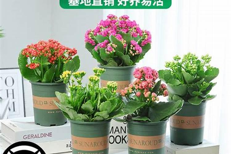草坪专用肥和复合肥有什么区别