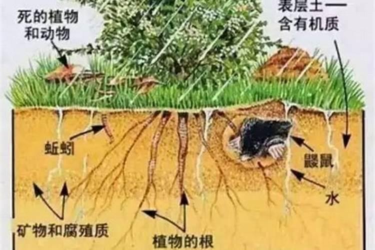 苹果套袋前该怎样施肥？苹果套袋前施肥有什么好方法