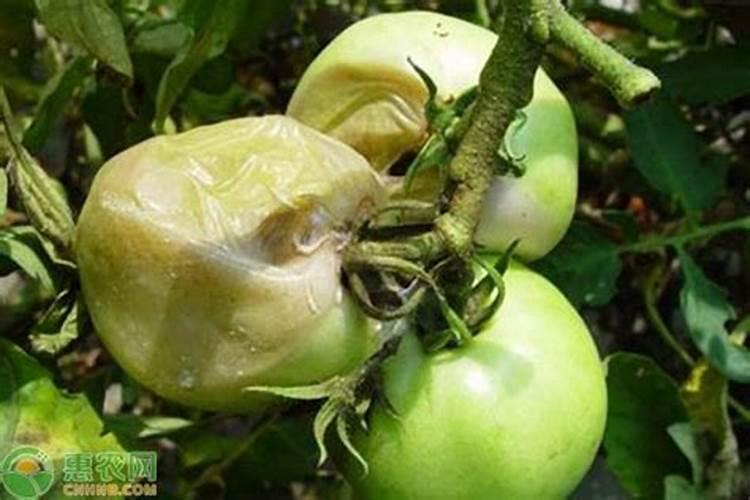 西红柿脐腐病防治？番茄脐腐病是什么原因造成的？西红柿脐腐病用什么...