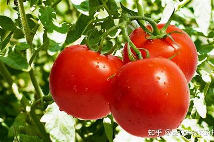 西红柿烂果问题如何解决