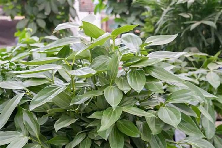 茶枯水与尿可以浇菜吗？