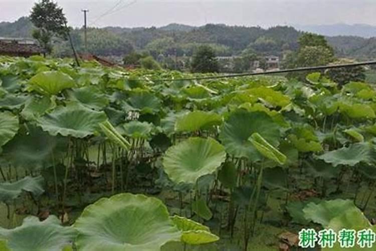 生根粉水可以喷叶面吗