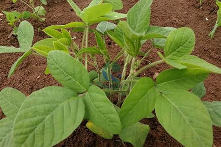 豆角结荚期怎样施肥 注意事项有哪些