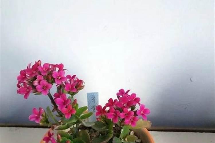 长寿花开花时能施肥吗 长寿花施肥技巧