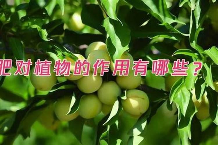 磷肥的施用有哪些好处？