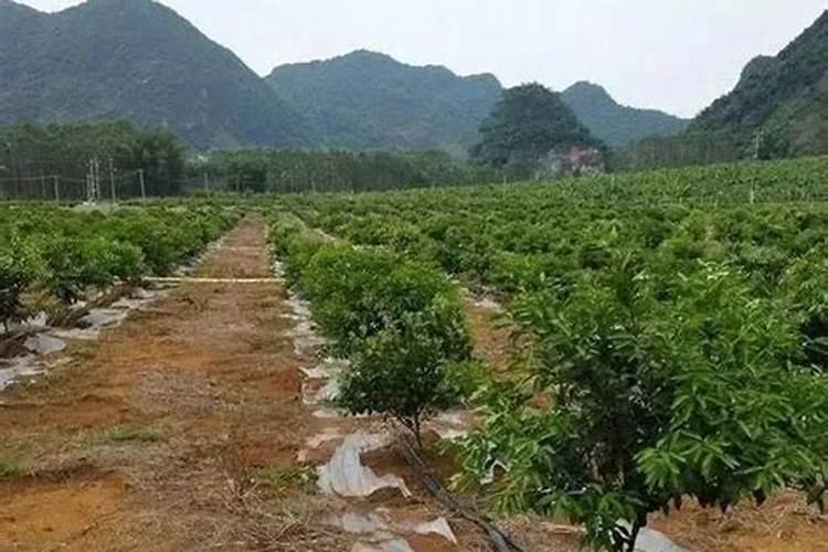柑橘用什么水溶肥好