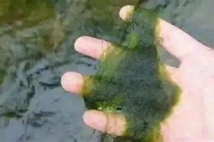 青苔最怕什么肥料？