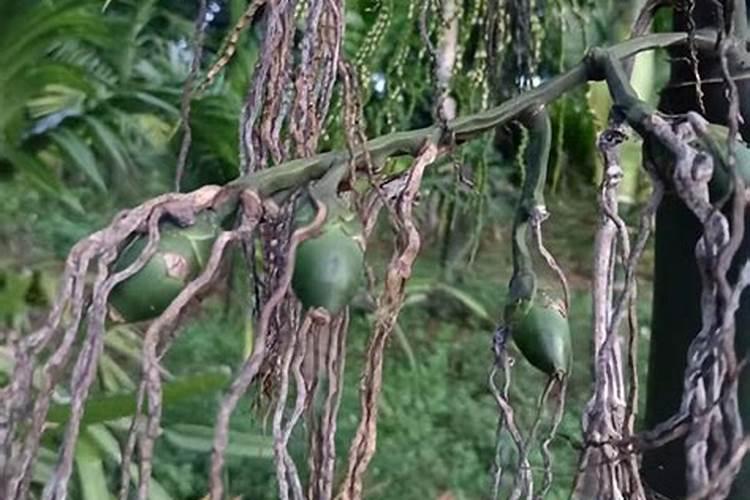 槟榔施什么钾肥才能达到高产 槟榔高产要施什么钾肥