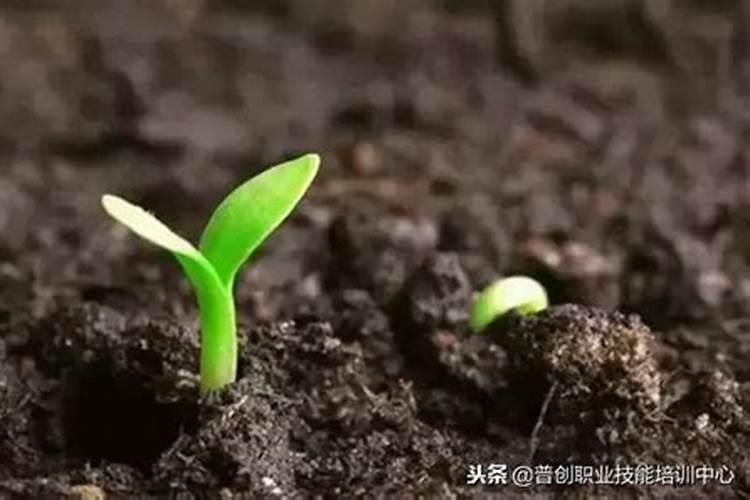 红薯的施肥方法 红薯怎么施肥好