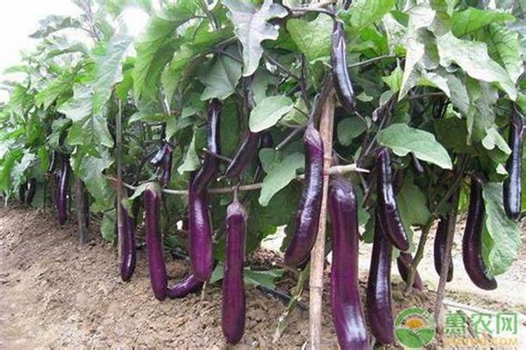茄子怎么施肥