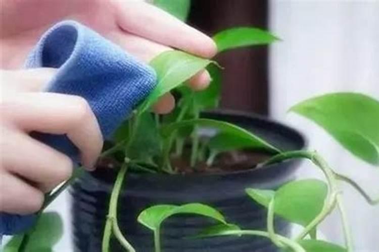 怎样提高叶面施肥的效果？