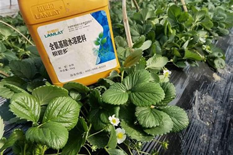 怎样鉴别肥料真假