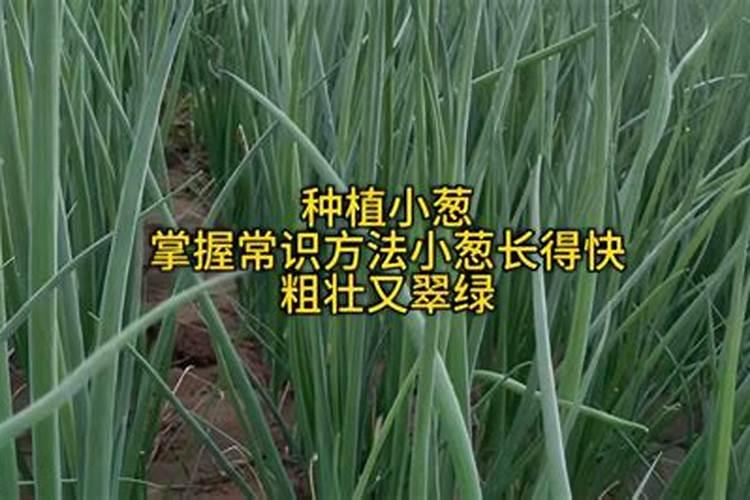 小葱怎么管理才会不徒长,葱身壮