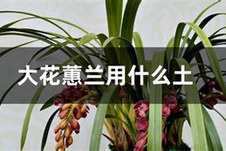 大花蕙兰怎么施肥
