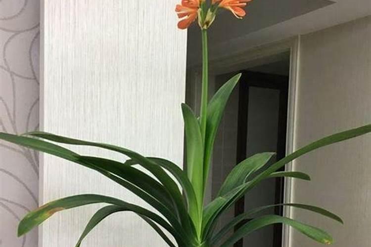 芒果花才冒出来可以打药吗？