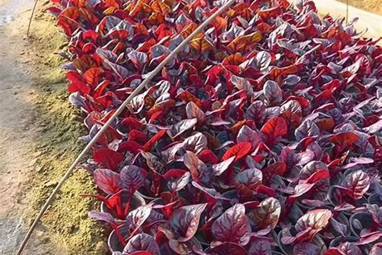 自制花肥20种配方