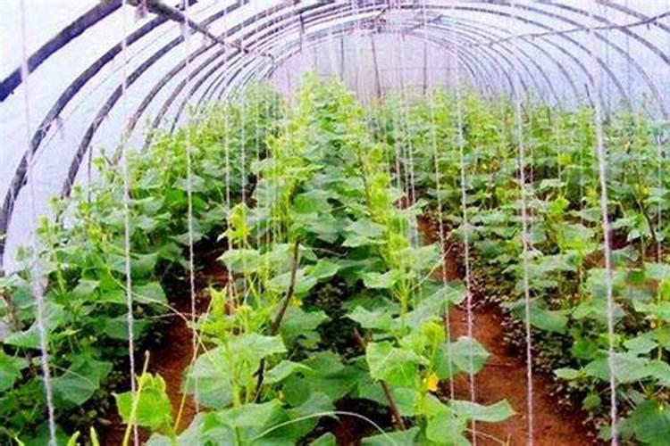 葫芦病毒病症状与防治方法