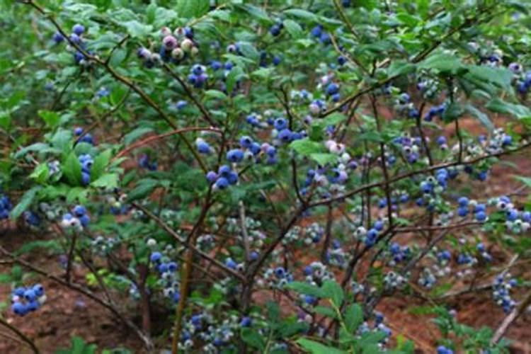 蓝莓花期用什么肥料