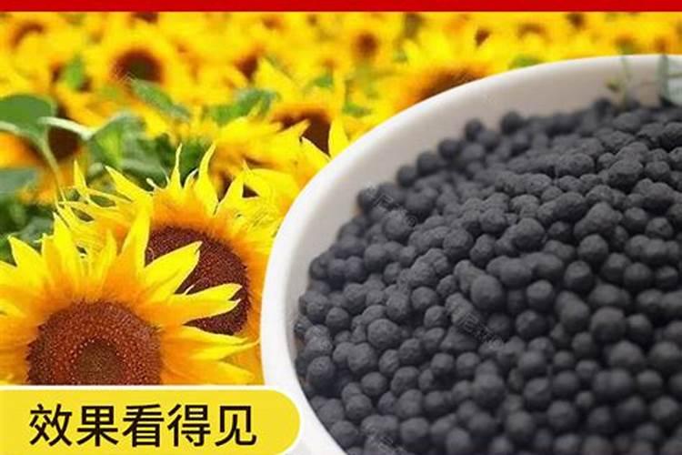 向日葵怎样进行追肥与施肥？