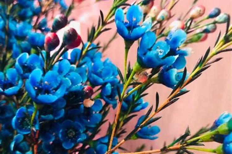 澳洲腊梅怎么养有哪些注意事项