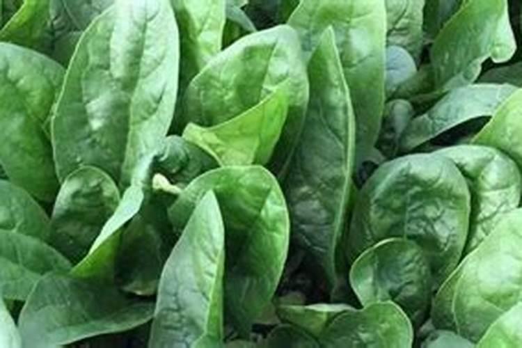 美加富叶面肥能打菠菜