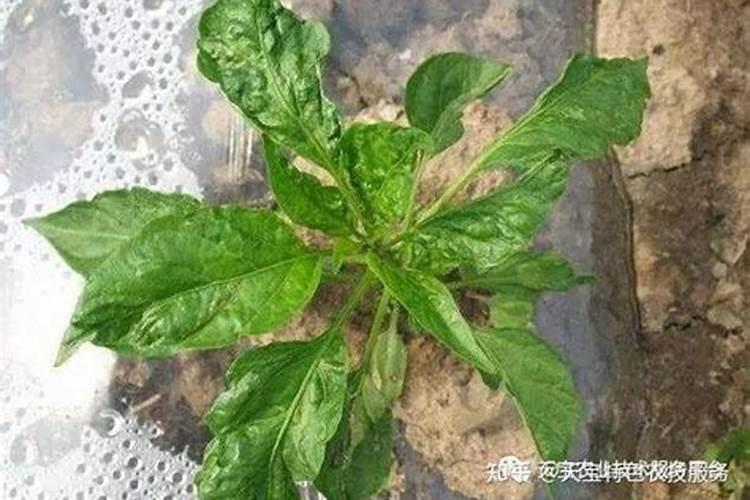 请问菠菜变成这样是什么病