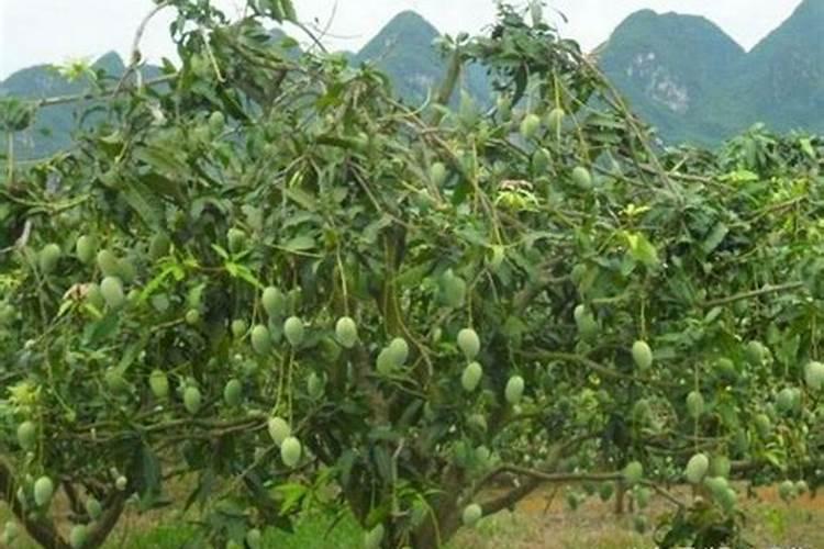 农用硼砂使用方法,钙镁硼锌肥怎样使用