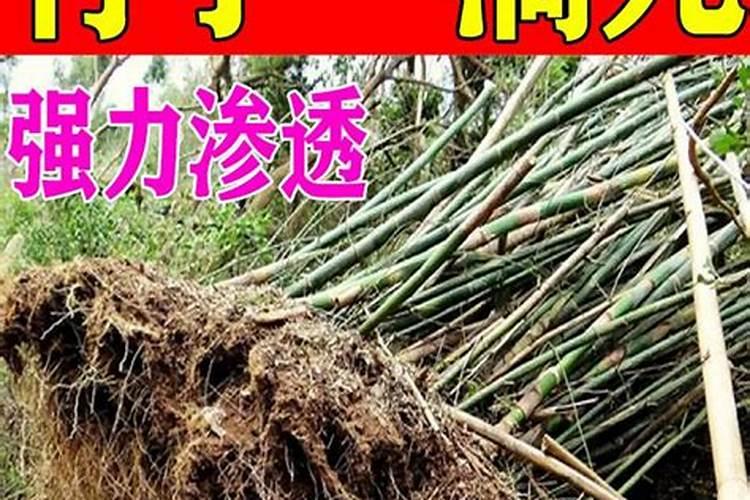 怎样种植竹子