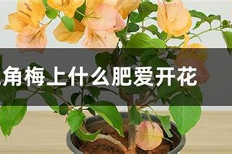 三角梅施肥方法和时间